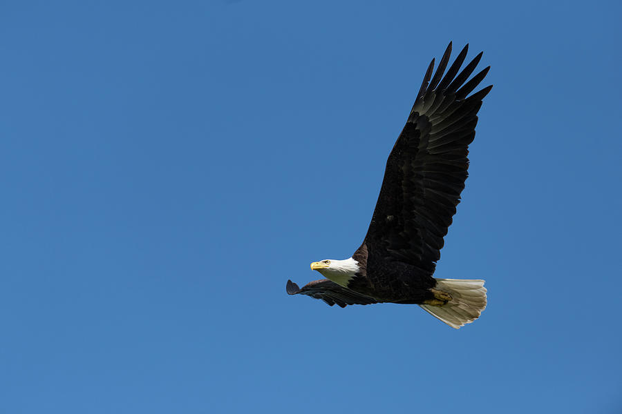 Bald Eagle In Flight Photograph by Dr P. Marazzi/science Photo Library