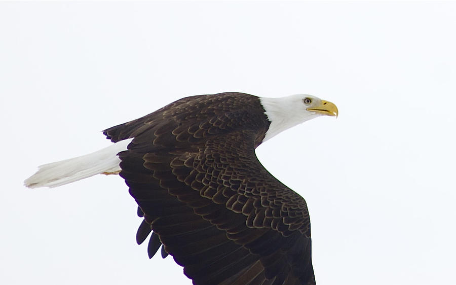 Bald Eagle In Flight by Greg Vizzi Bald Eagle In Flight by Greg Vizzi