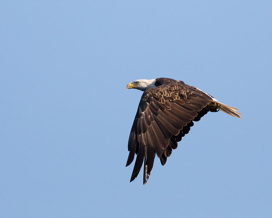 Bald Eagle in Flight Photograph by Jack Nevitt