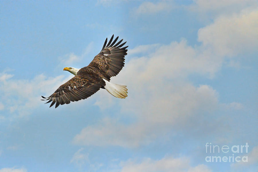 Bald Eagle in Flight Photograph by Jai Johnson