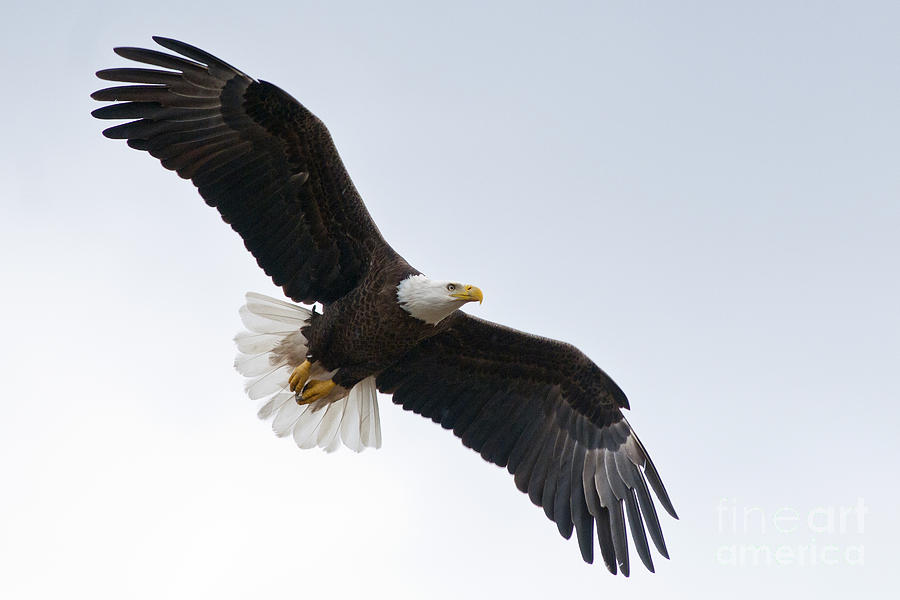 Eagle Photograph - Bald Eagle in Flight by Jane Axman