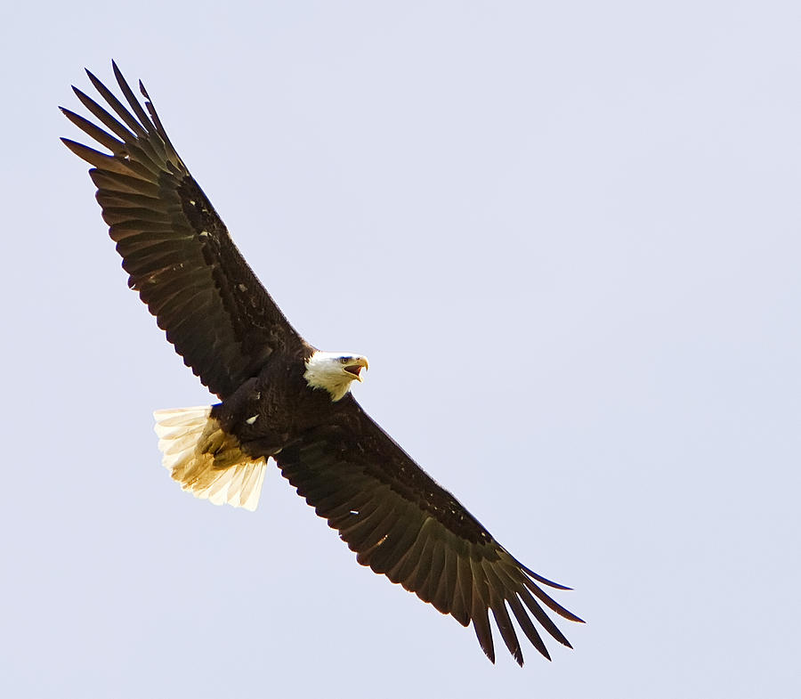 Bald Eagle in Flight Photograph by John Vose