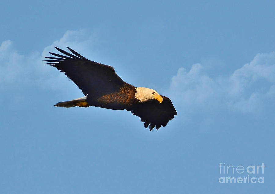 Bald Eagle In Flight Photograph by Kathy Baccari