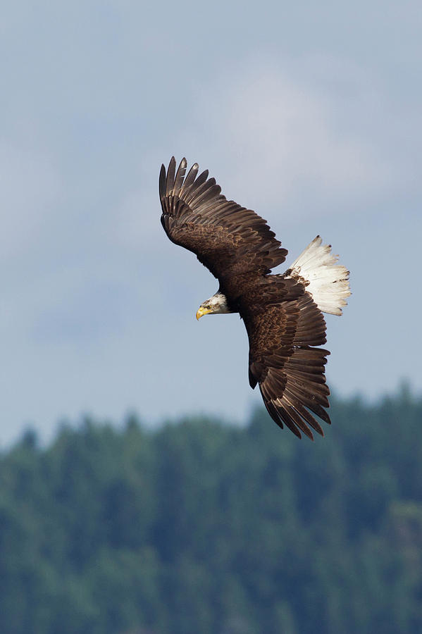 Eagle Photograph - Bald Eagle In Flight by Ken Archer