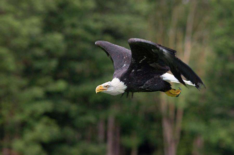 Bald Eagle In Flight Photograph by Linda Wright