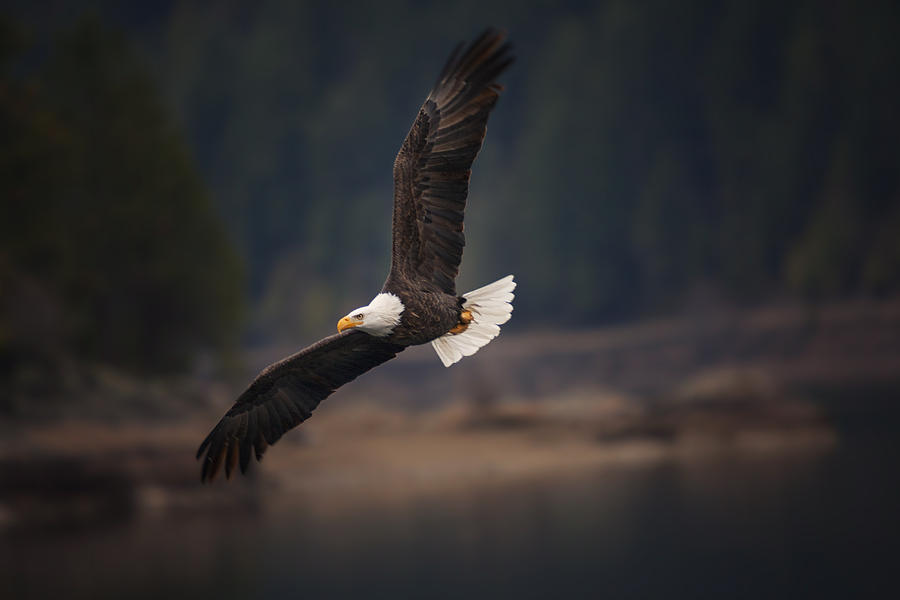 Bird Photograph - Bald Eagle in Flight by Mark Kiver