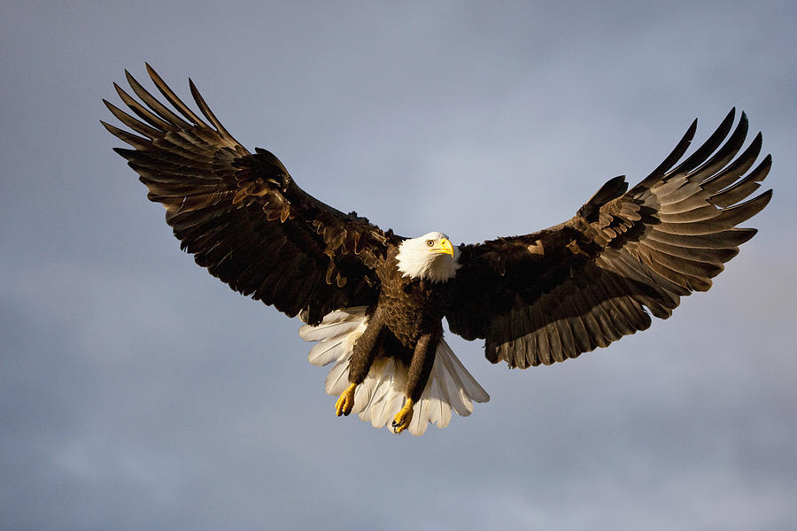 Bald Eagle In Flight Over Homer Spit Photograph by Kent Fredriksson ...