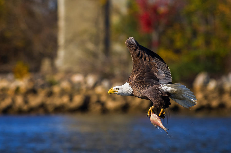 Bald Eagle in Flight over Water Carrying a Fish Photograph by Lori Coleman