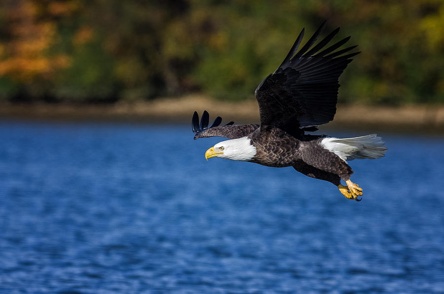 Bald Eagle in Flight over Water Photograph by Lori Coleman