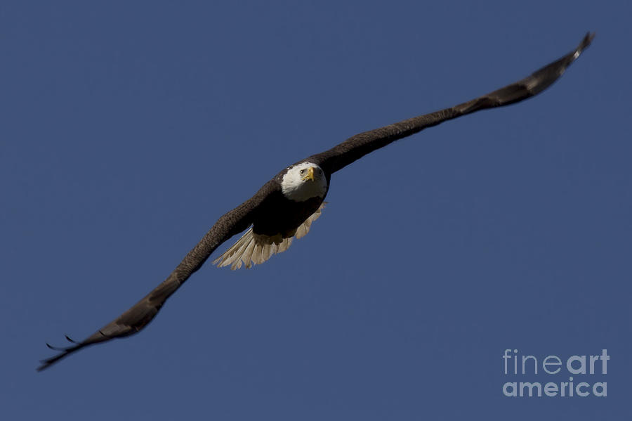 Bald Eagle in Flight Photo Photograph by Meg Rousher