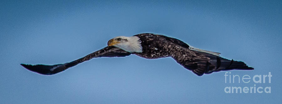 Bald Eagle in Flight Photograph by Ronald Grogan