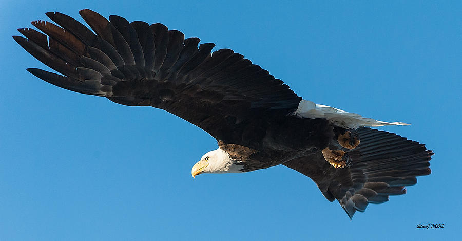 Bald Eagle in Flight Photograph by Stephen Johnson