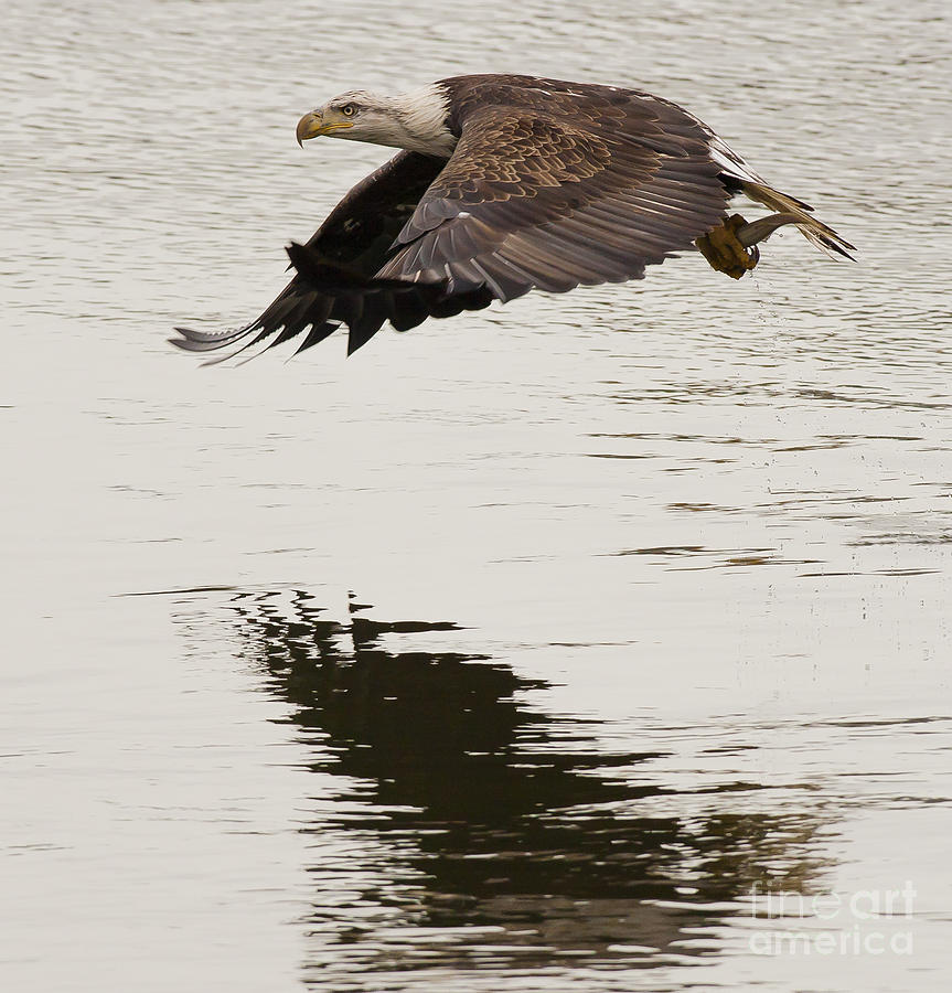 Wildlife Photograph - Bald Eagle in Flight by Ursula Lawrence