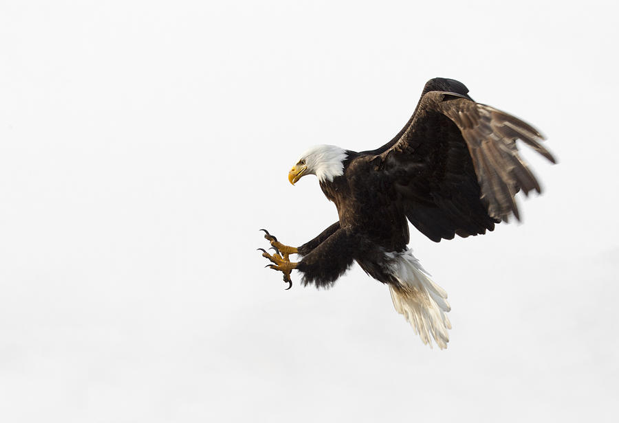 Bald Eagle In Flight - White Background, Alaska Photograph by BirdImages