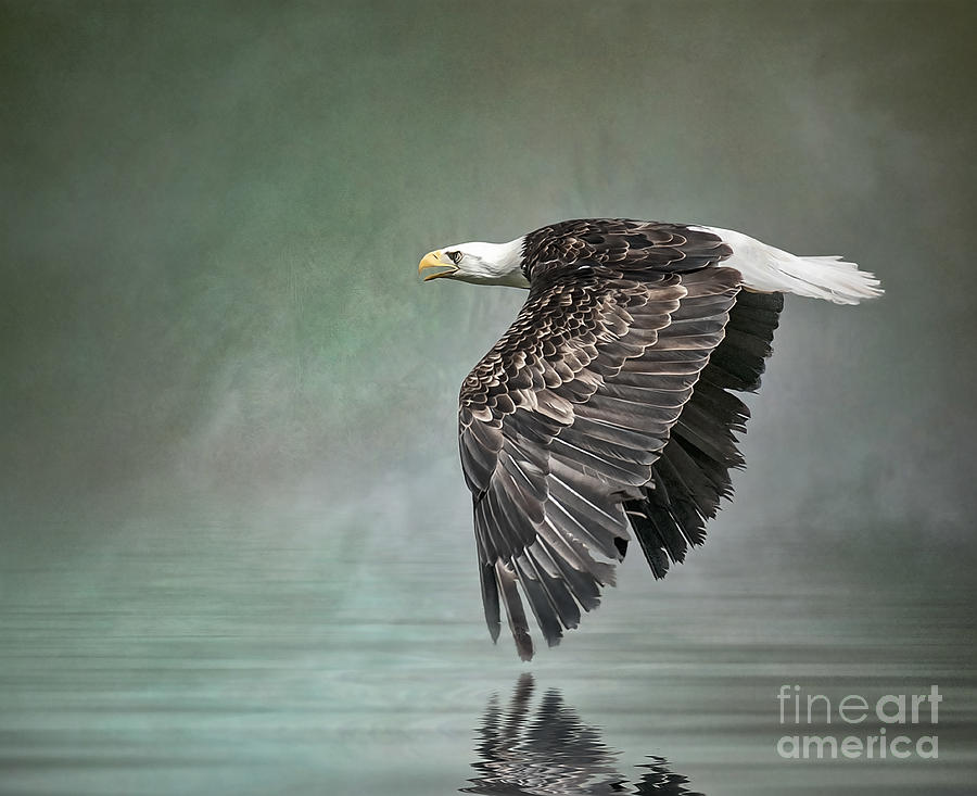 Bald Eagle in mist Photograph by Brian Tarr