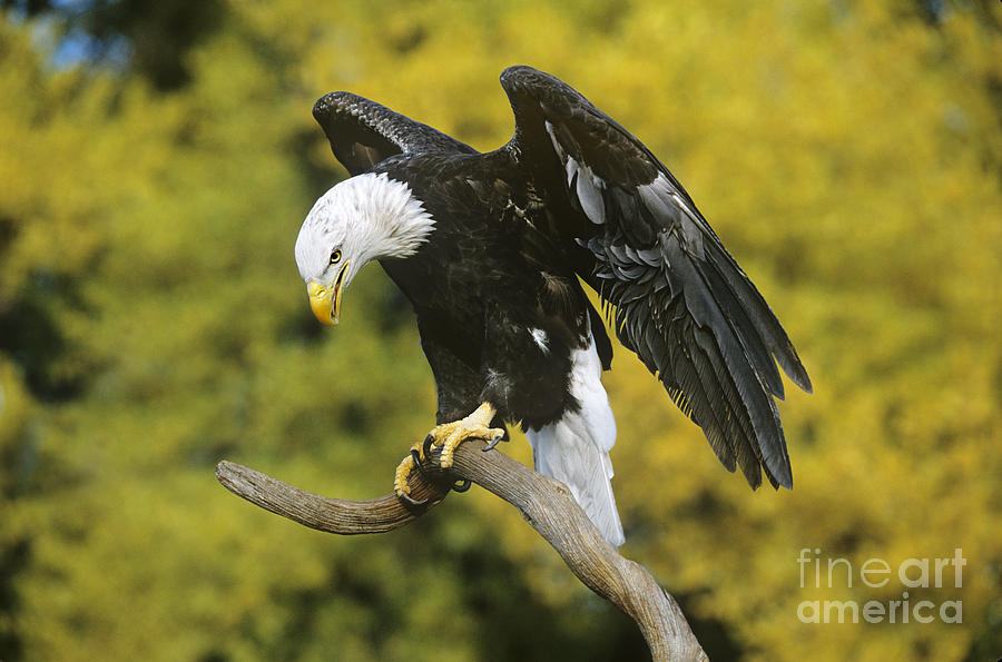 Bald Eagle in Perch Wildlife Rescue Photograph by Dave Welling