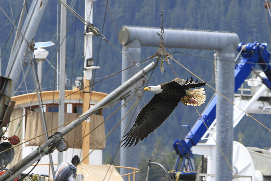 Bald Eagle in Port Photograph by Shoal Hollingsworth