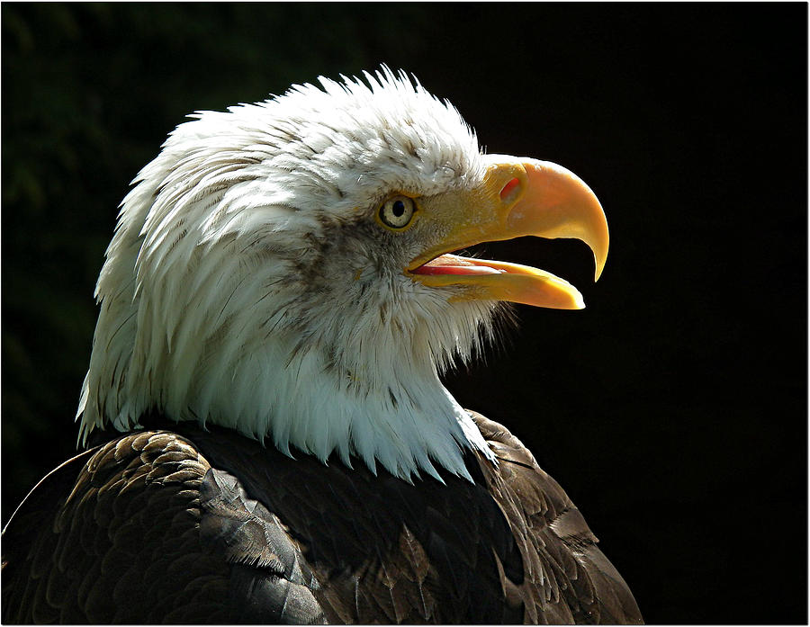 Bald Eagle In Profile Photograph by Capturing The Natural World Around Me