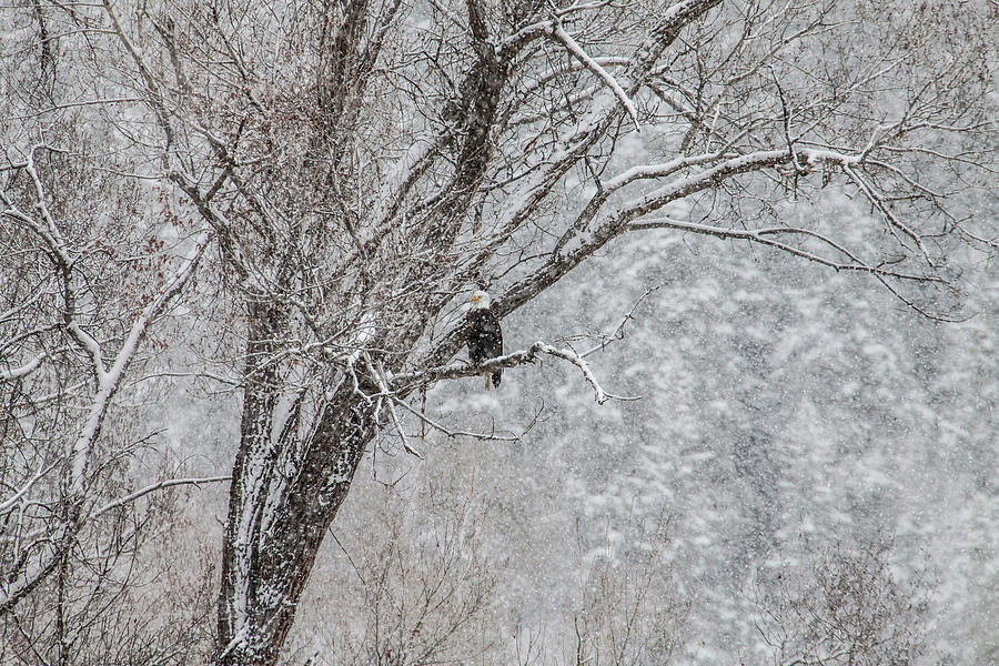 Bald Eagle In Snowy Tree Photograph by Natures Faces