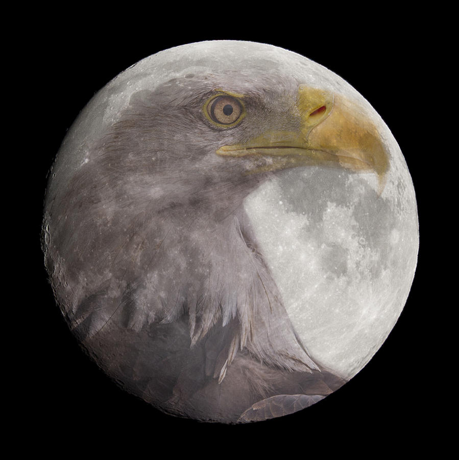 Space Photograph - Bald Eagle in the Full Moon by Chris Smith