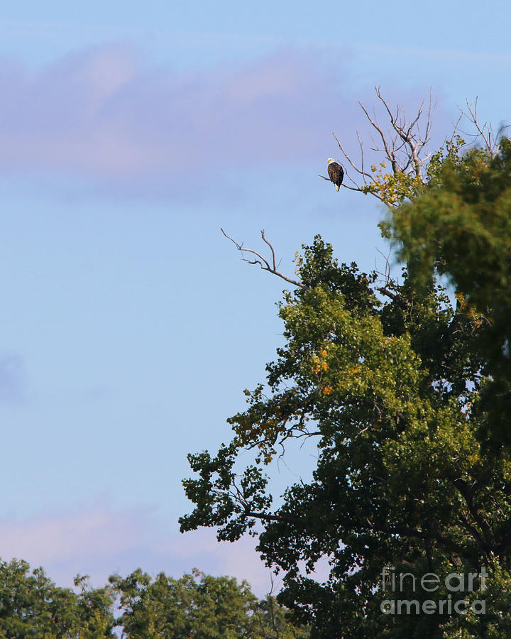 Bald Eagle in Tree  0344 Photograph by Jack Schultz