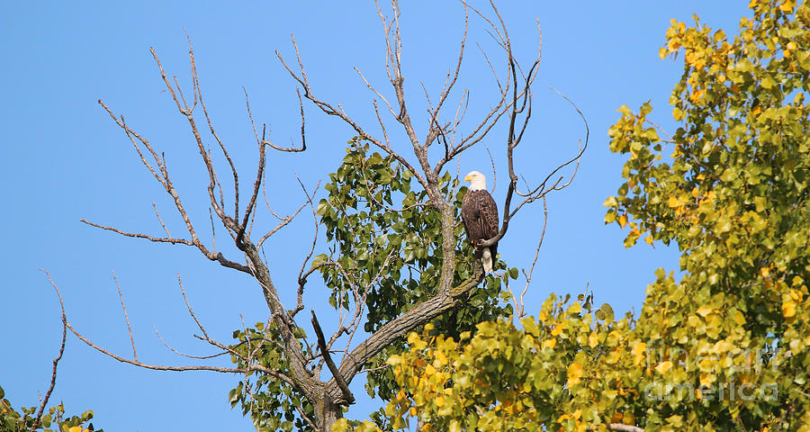 Bald Eagle in Tree 1411 Photograph by Jack Schultz