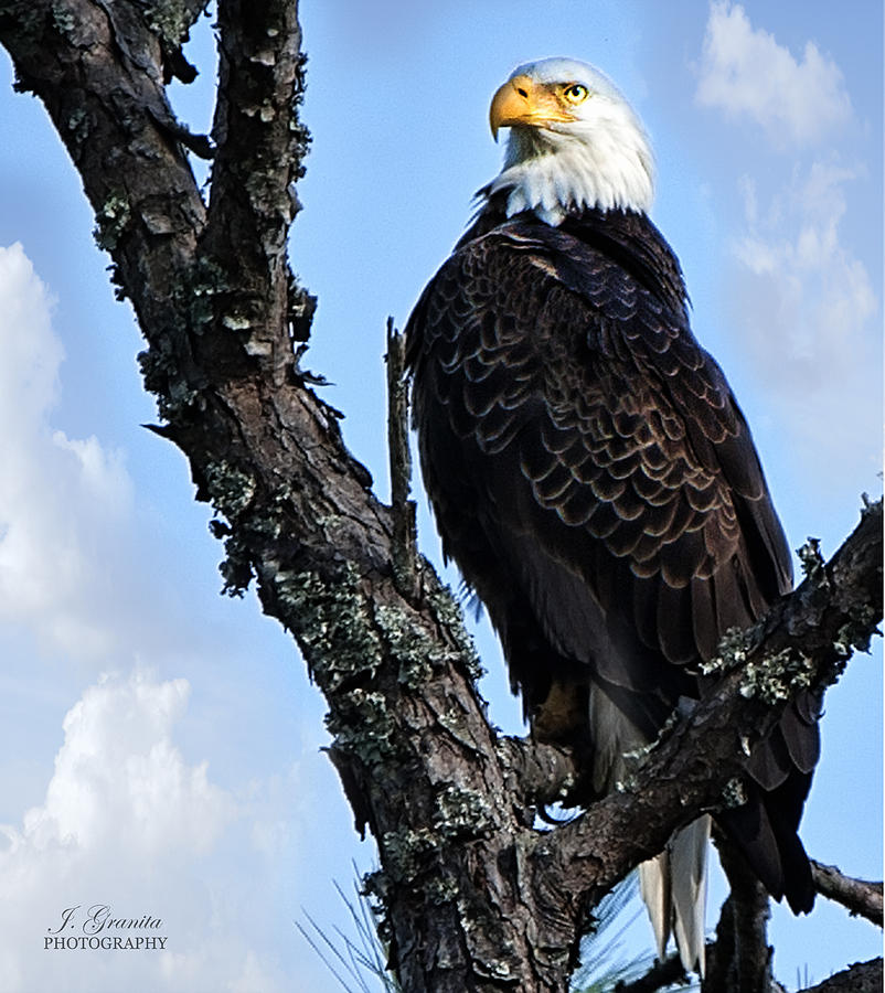 Bald Eagle in Tree Photograph by Joe Granita
