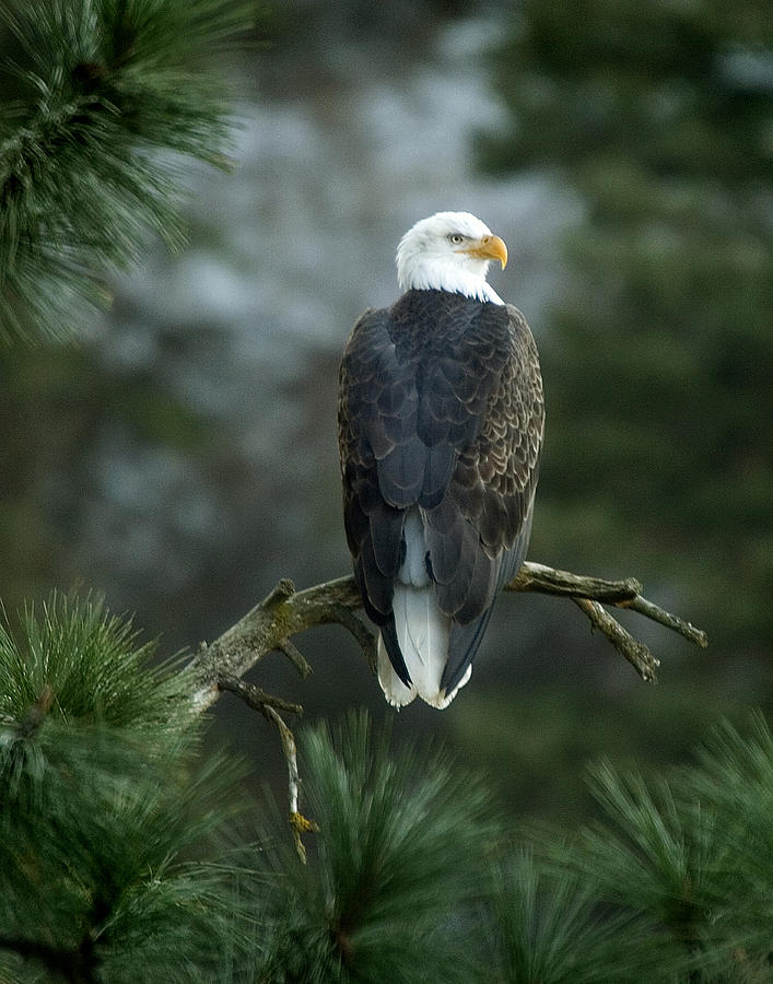 Bald Eagle in Tree Photograph by Paul DeRocker
