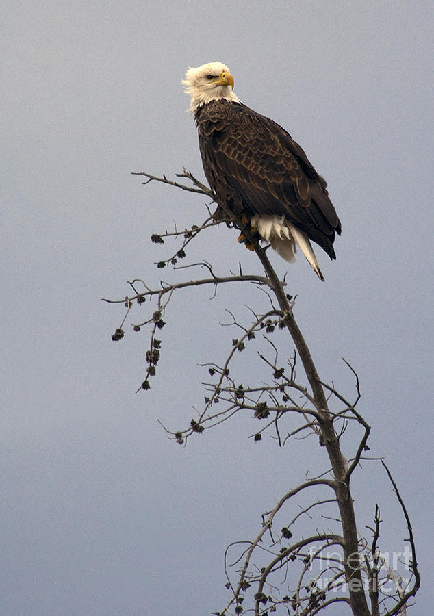 Bald Eagle In Tree Top Photograph by J L Woody Wooden