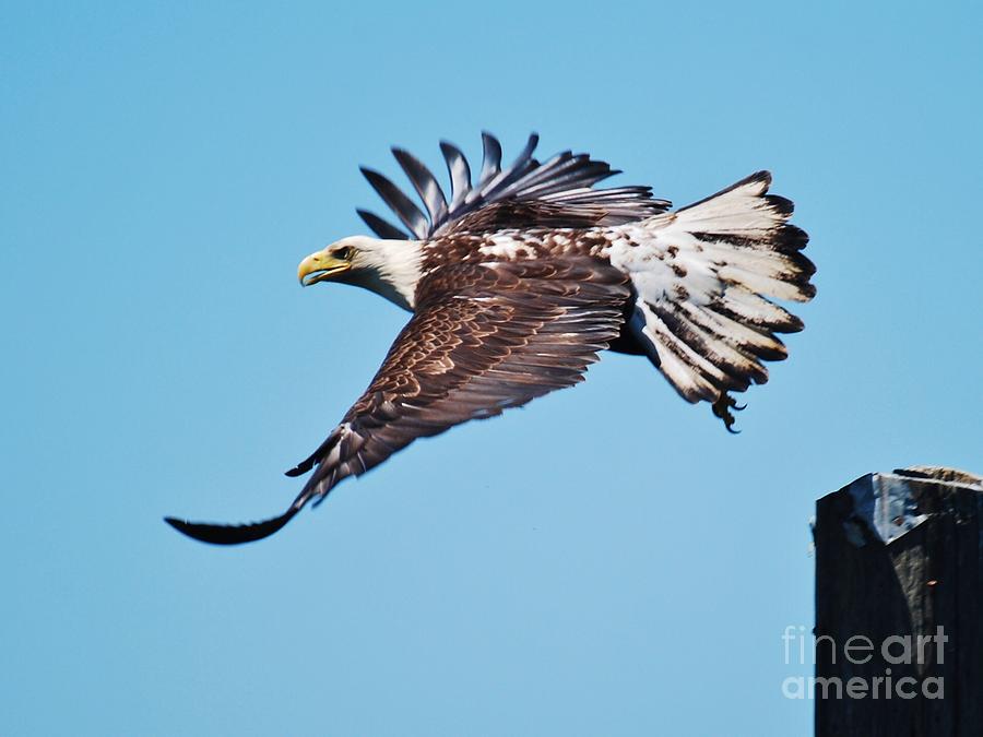 Bald Eagle in Ucluelet Photograph by William Wyckoff