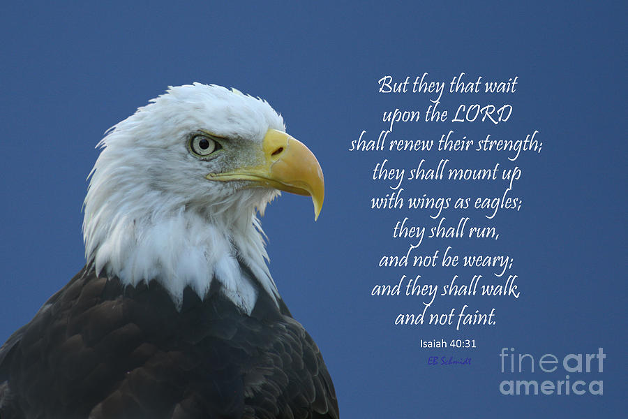 Bald Eagle - Isaiah 40 Photograph by E B Schmidt