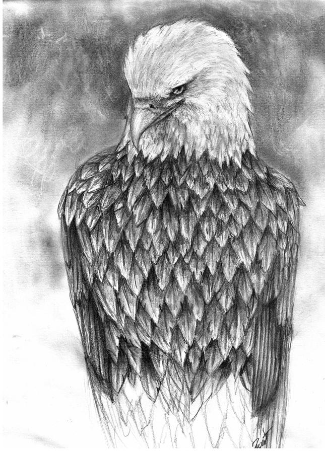 Bald Eagle Drawing by Izi Ridder | Fine Art America