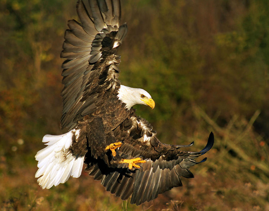 Bald Eagle Photograph By James Utton Fine Art America