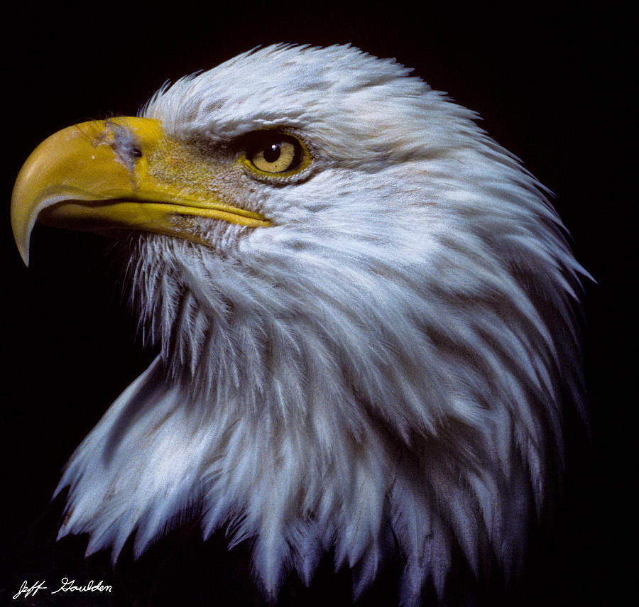 Bald Eagle Photograph by Jeff Goulden