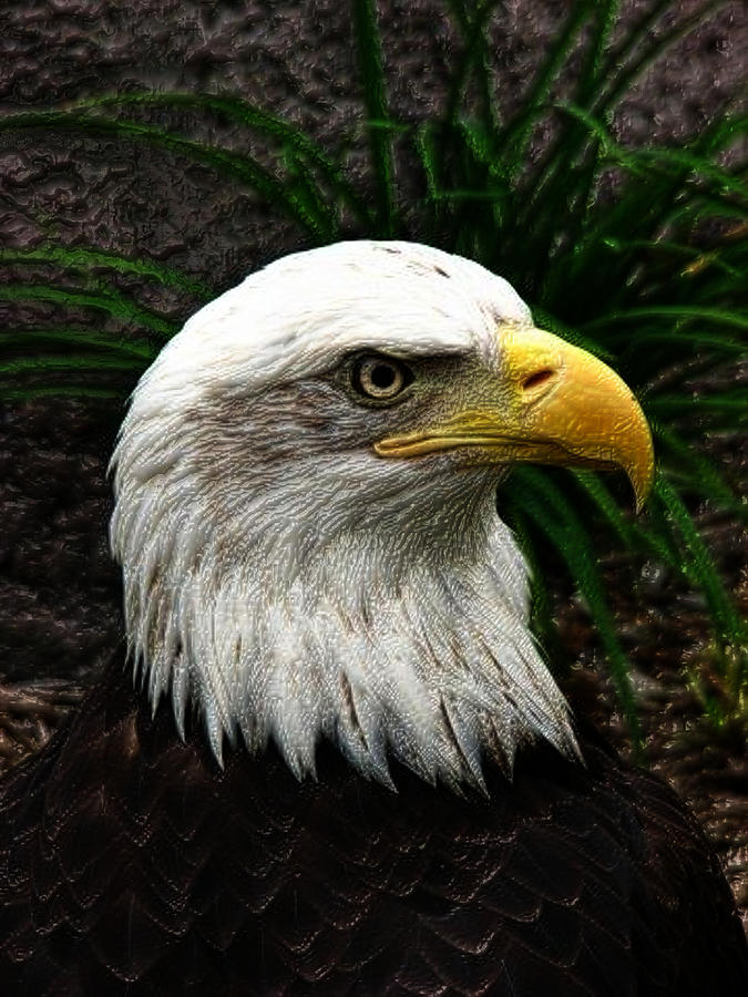 Bald Eagle Digital Art by Jeff Iverson