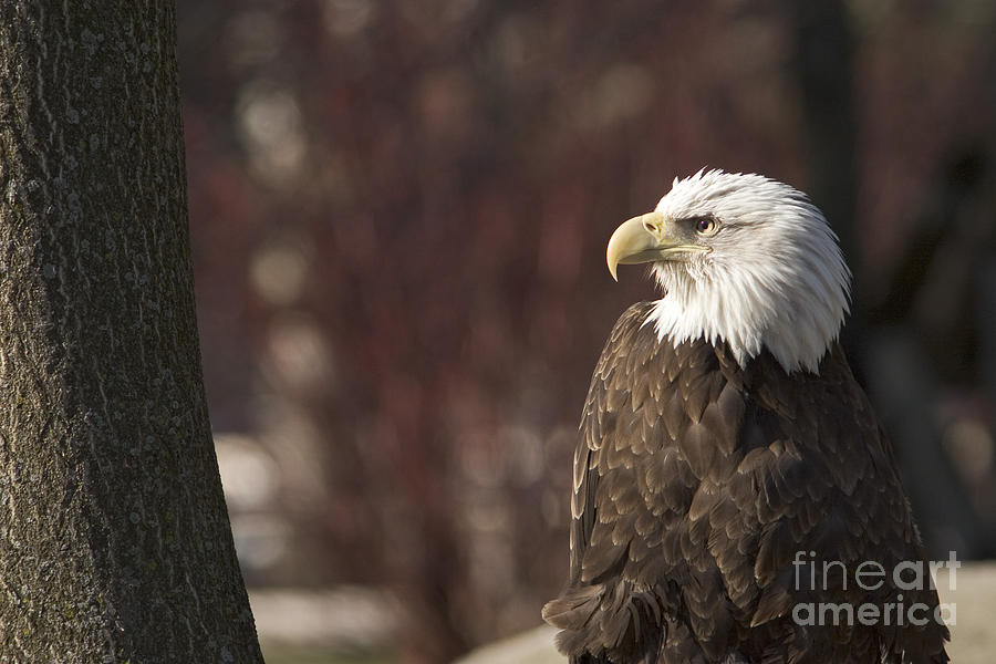 Bald Eagle Photograph by Jim West