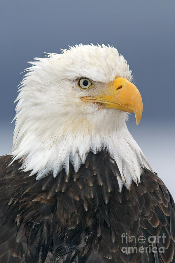 Bald Eagle Photograph by Jim Zipp