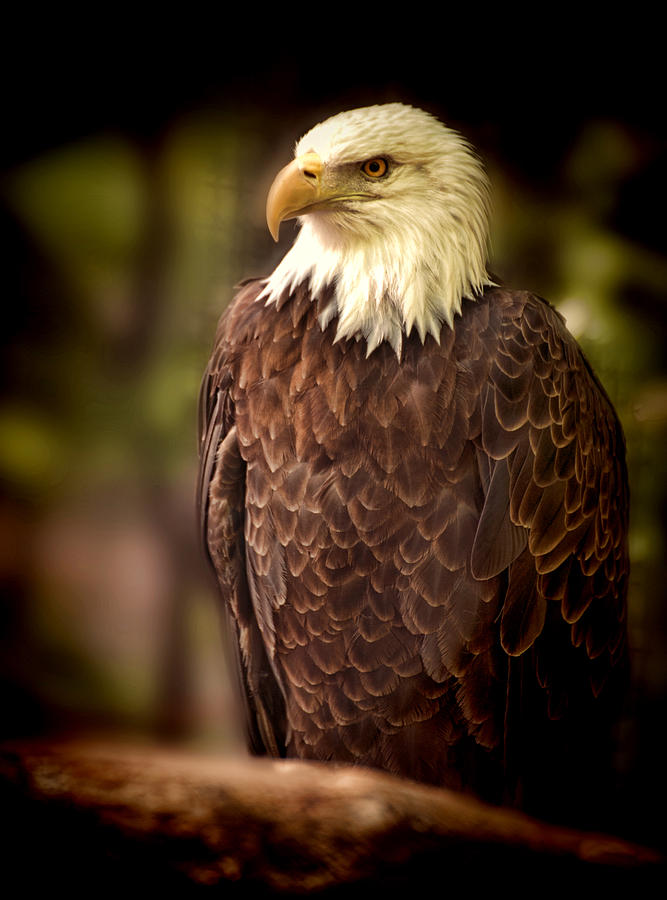Bald Eagle Photograph - Bald Eagle by Joe Granita