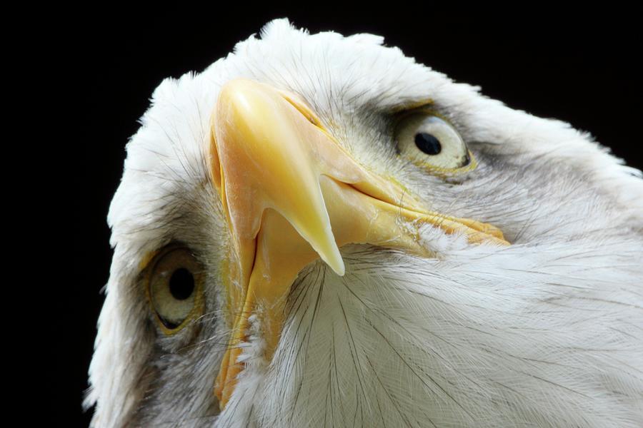 Bald Eagle Photograph by John Devries/science Photo Library