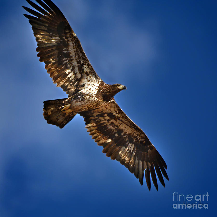 Bald Eagle Junior Photograph by Nava Thompson