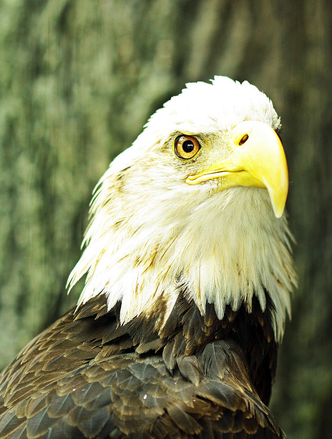 Eagle Photograph - Bald Eagle  by Justyn  Lamb