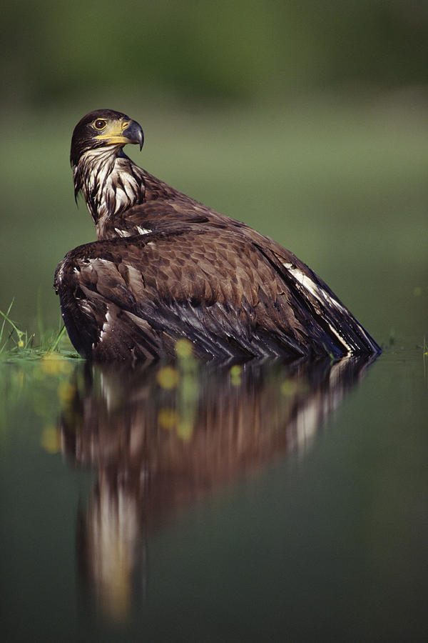 Bald Eagle Juvenile British Columbia Photograph by Tim Fitzharris