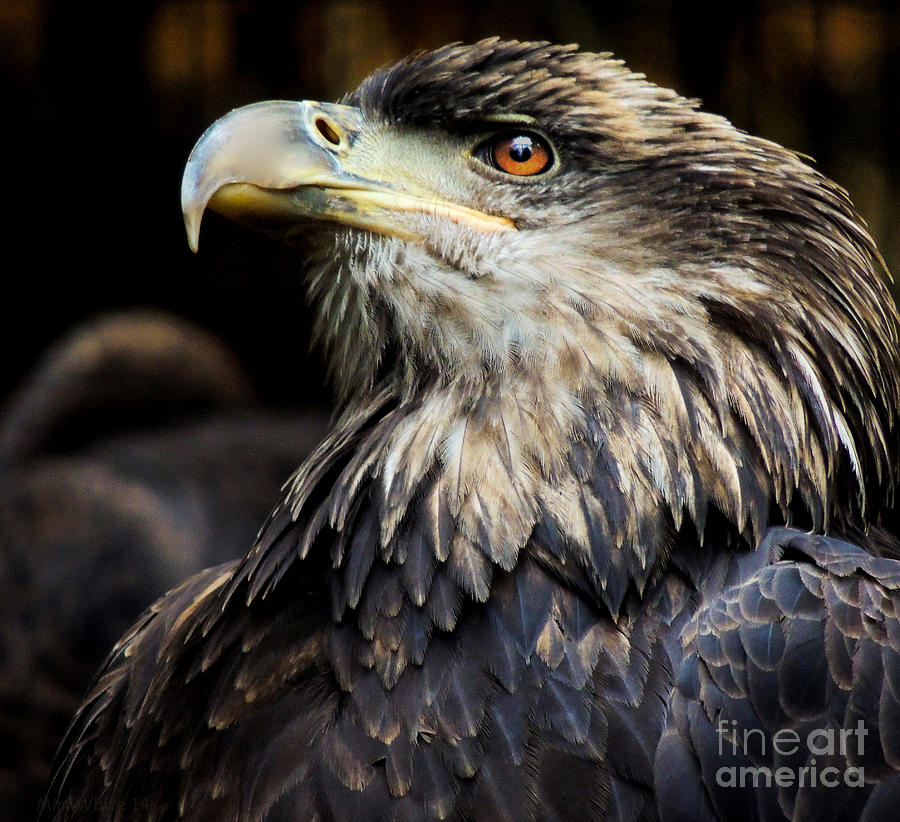 Bald Eagle Juvenile Photograph by Mim White
