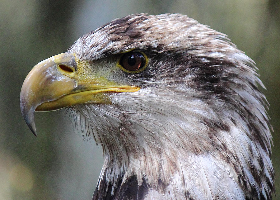 Bald Eagle - Juvenile - Profile Photograph by Randy Hall