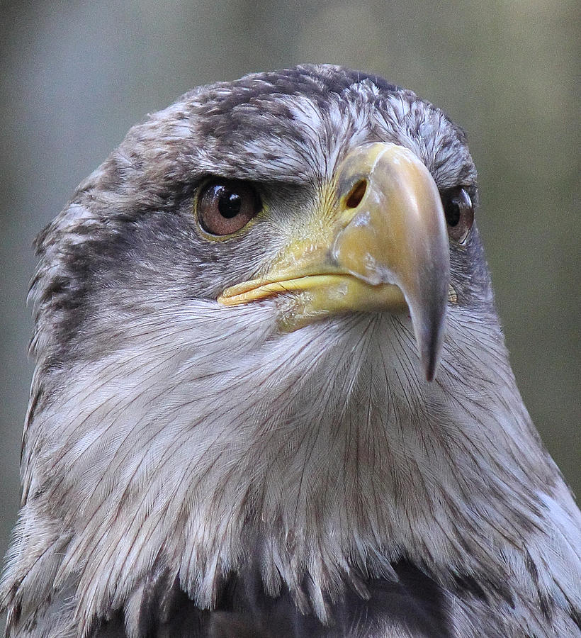 Bald Eagle - Juvenile Photograph by Randy Hall