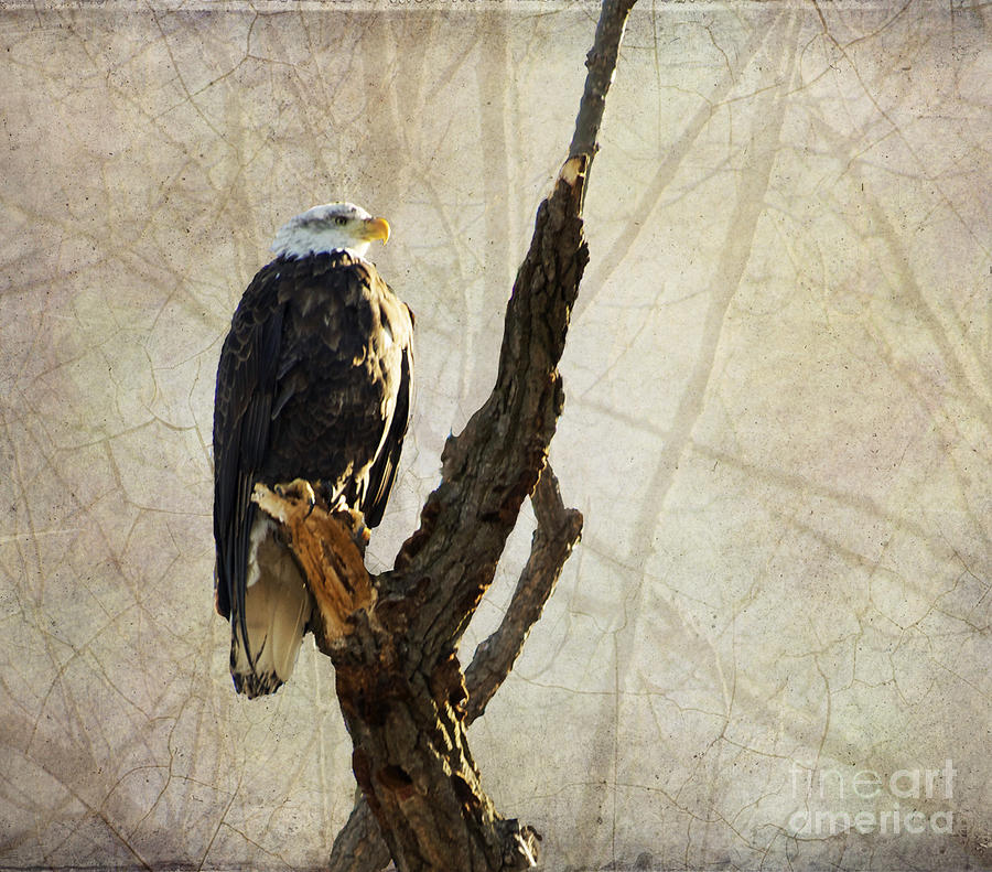 Bald Eagle Keeping Watch in Illinois Photograph by Luther Fine Art