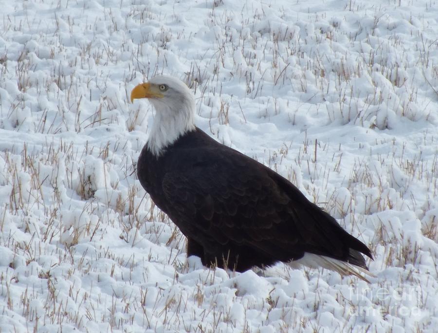 Bald Eagle Photograph by Kimberly Maiden - Fine Art America