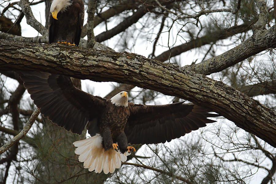 Bald Eagle Landing in a Tree Photograph by Jai Johnson