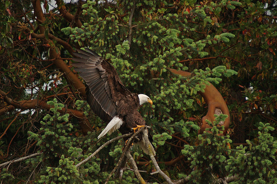 Bald Eagle Landing Pair 01 Photograph By Irvin Damm Fine Art America