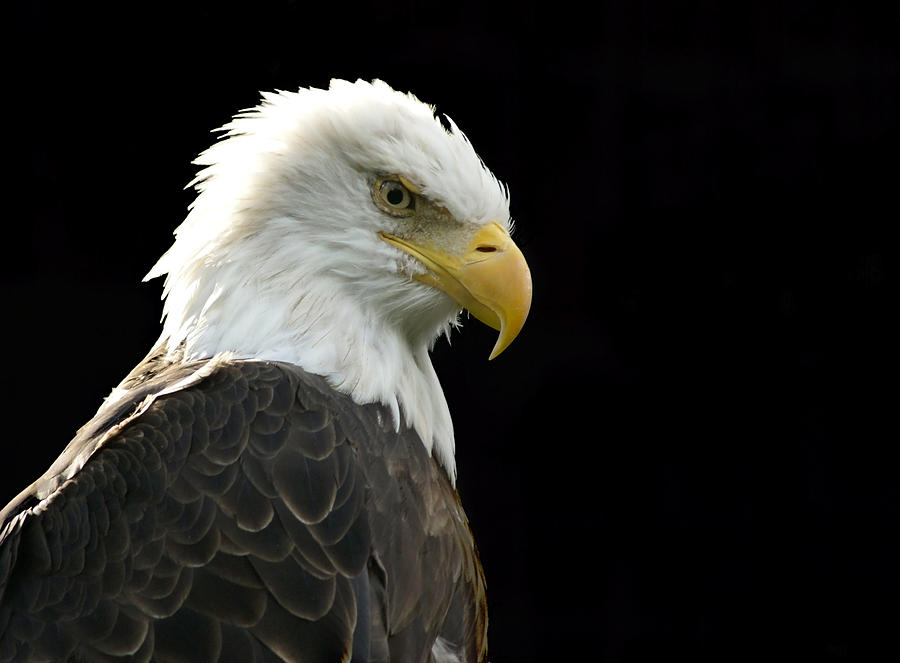 Bald Eagle Photograph by Larry Bohlin